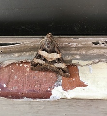 Melipotis trujillensis
