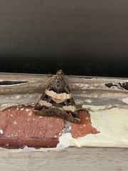 Melipotis trujillensis