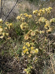 Helichrysum foetidum