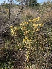 Helichrysum foetidum