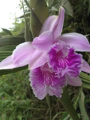 Sobralia rosea