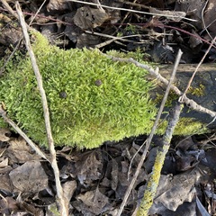 Brachythecium rutabulum