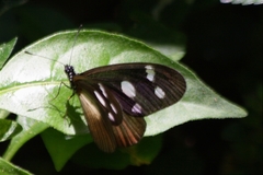 Acraea lycoa