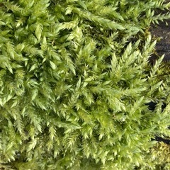 Brachythecium rutabulum