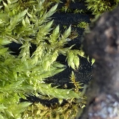 Brachythecium rutabulum