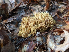 Phaeoclavulina eumorpha