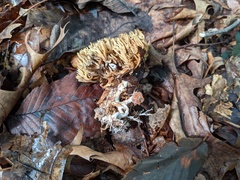 Phaeoclavulina eumorpha