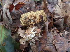 Phaeoclavulina eumorpha