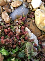 Sedum acre