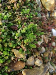 Sedum acre
