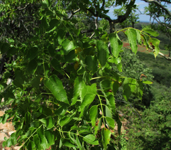 Steganotaenia araliacea
