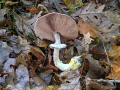Agaricus leptocaulis