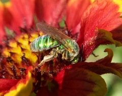 Agapostemon angelicus