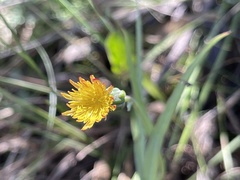 Sonchus dregeanus