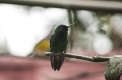 Saucerottia cyanifrons