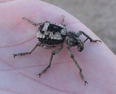 Brachycerus tauriculus