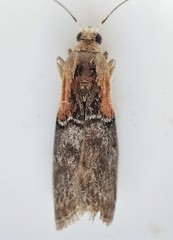 Sciota basilaris