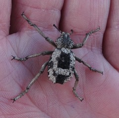 Brachycerus tauriculus
