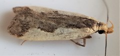 Dichomeris inserrata