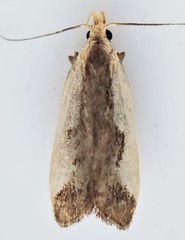 Dichomeris inserrata