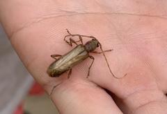 Xenocompsa flavonitida