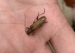 Xenocompsa flavonitida