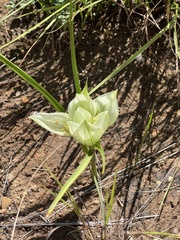 Colchicum striatum