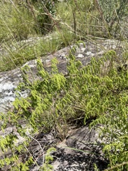 Asparagus saundersiae