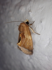 Gonodonta nitidimacula