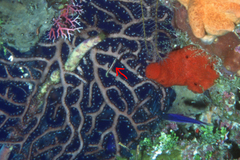 Lucayablennius zingaro