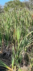 Typha capensis