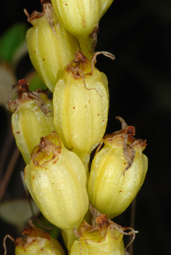 fen orchid