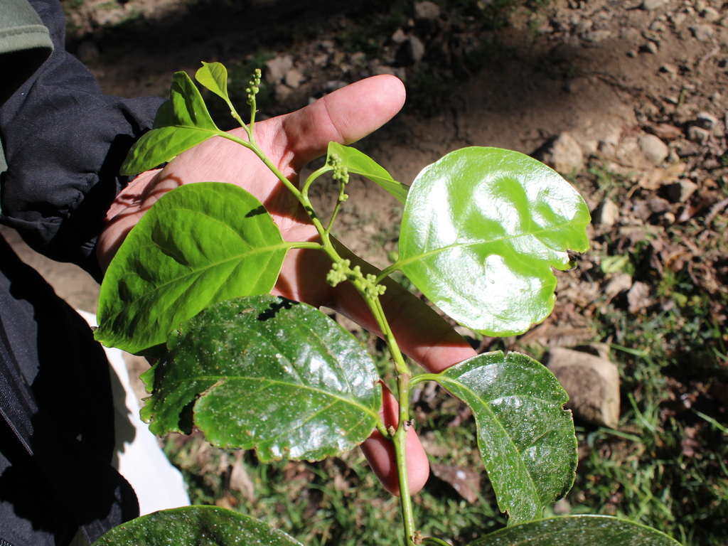 Citronella costaricensis