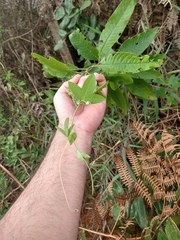 Passiflora amethystina