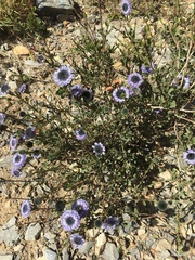 Globularia alypum