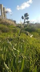 Anchusa strigosa