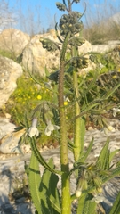Anchusa strigosa