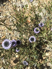 Globularia alypum