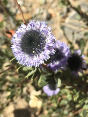 Globularia alypum