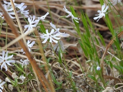 Phlox bifida