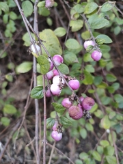 Symphoricarpos × chenaultii
