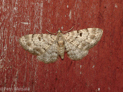 Eupithecia abietaria