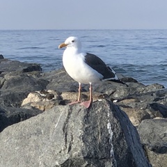 Larus occidentalis