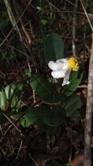 Kielmeyera variabilis