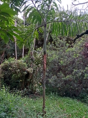 Socratea exorrhiza