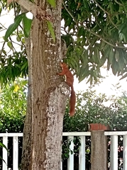 Sciurus granatensis