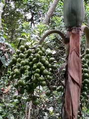 Socratea exorrhiza
