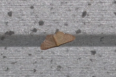 Lepidoptera