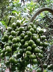 Socratea exorrhiza