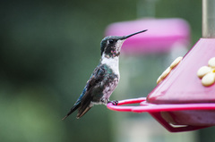 Chaetocercus heliodor